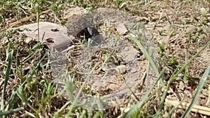 Single Scarabaeus sacer of Sacred Scarab on ground