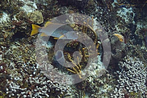 Single schoolmaster fish