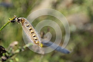 Single Scotch Broom Seed Pod Close Up