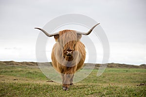 Single Scottish highlander on the dutch island of texel