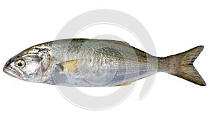 Single sea fish bluefish, Pomatomus saltatrix isolated on white photo