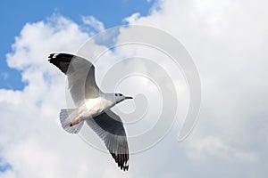 Single sea gull flying against background of blue sky