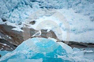 Greenland, single sea gull sitting on top of an iceberg photo