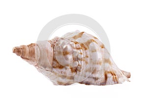 Single sea shell of marine snail, horse conch isolated on white background