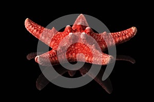 Single sea shell of red sea star isolated on black background, mirror reflection