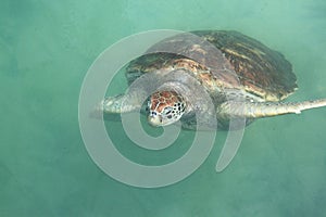 Single Sea Turtle photo
