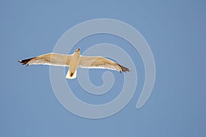 Single seagull in flight