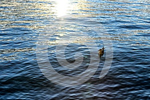 Single seagull floating on the sea by sunset