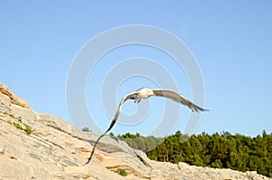 Single seagull flying across a blue sky. Beautiful white Seagull flying with spread wings above the sea. Birds in nature. Seagull