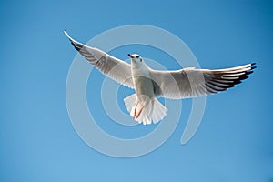 Single seagull flying in blue a sky