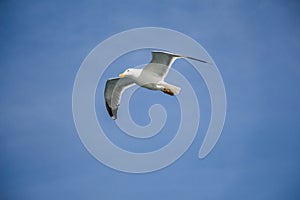 Single seagull flying in blue a sky