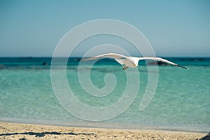 Single seagull flying, blue sky in background