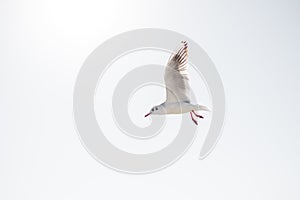 Single seagull flying in blue a sky