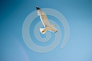 Single seagull flying, blue sky in background