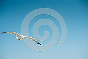 Single seagull flying, blue sky in background