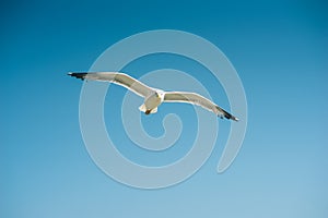 Single seagull flying, blue sky in background
