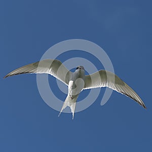 Single seagull flying at blue sky at Iceland, summer, 2015