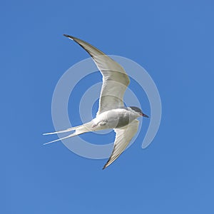 Single seagull flying at blue sky at Iceland, summer, 2015