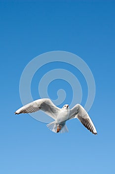 Single seagull flying in blue a sky