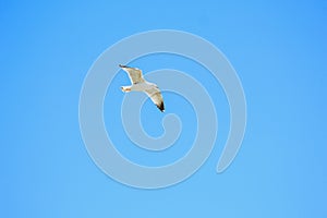 Single seagull is flying in front of blue sky in Spain