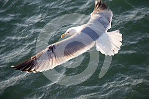 Single seagull flying over sea waters