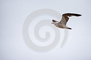 Single seagull flying in a sky as a background