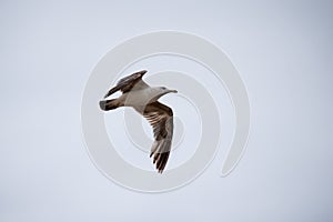 Single seagull flying in a sky as a background