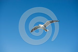 Single seagull flying in a sky