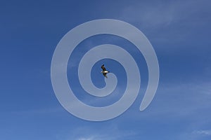 Single Seagull flying in the sky during the summer in Spain.