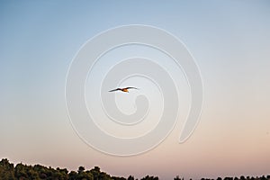 A single seagull gliding and flying over the sea. Evening sunset sky