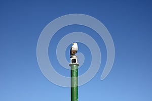 Single seagull on a green pole