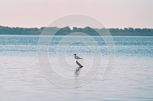 Single seagull on lake at sunrise