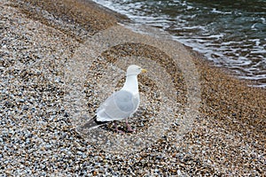 Single seagull, Laridae, stands on stone beach watching sea wave