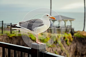 Single seagull on a metal fence by the ocean