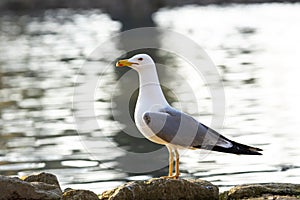 Single seagull near the sea