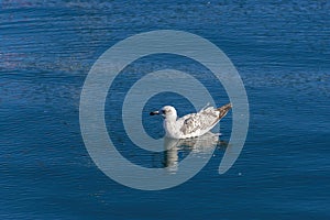 Single seagull reflection on the sea surface