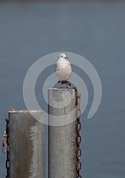 Single seagull sitting on a pole