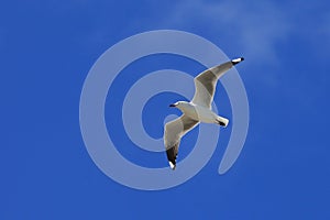 Single seagull spreading its wings flying in the sky