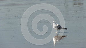 Single seagull standing on wet beach preening