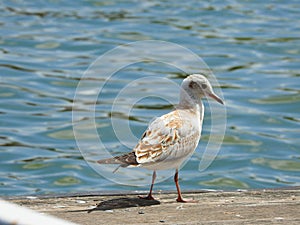 Single seagull stays on docks near water