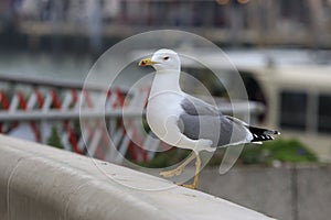 Seagull At Venice Close-up