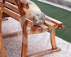 Single sealion or seal sleeping on bench