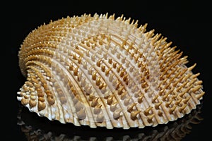 Single seashell of bivalvia on black background