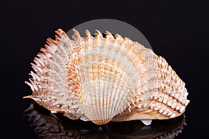 Single seashell on black background