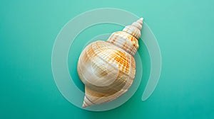 A single seashell, delicately placed against a colored background, captures the essence of the ocean