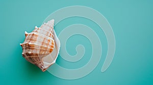 A single seashell, delicately placed against a colored background, captures the essence of the ocean