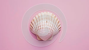 A single seashell, delicately placed against a colored background, captures the essence of the ocean