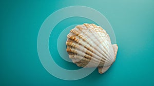 A single seashell, delicately placed against a colored background, captures the essence of the ocean