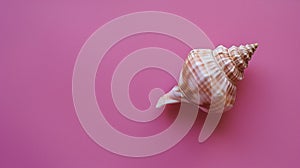 A single seashell, delicately placed against a colored background, captures the essence of the ocean