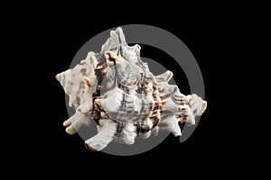 Seashell isolated on a black background.